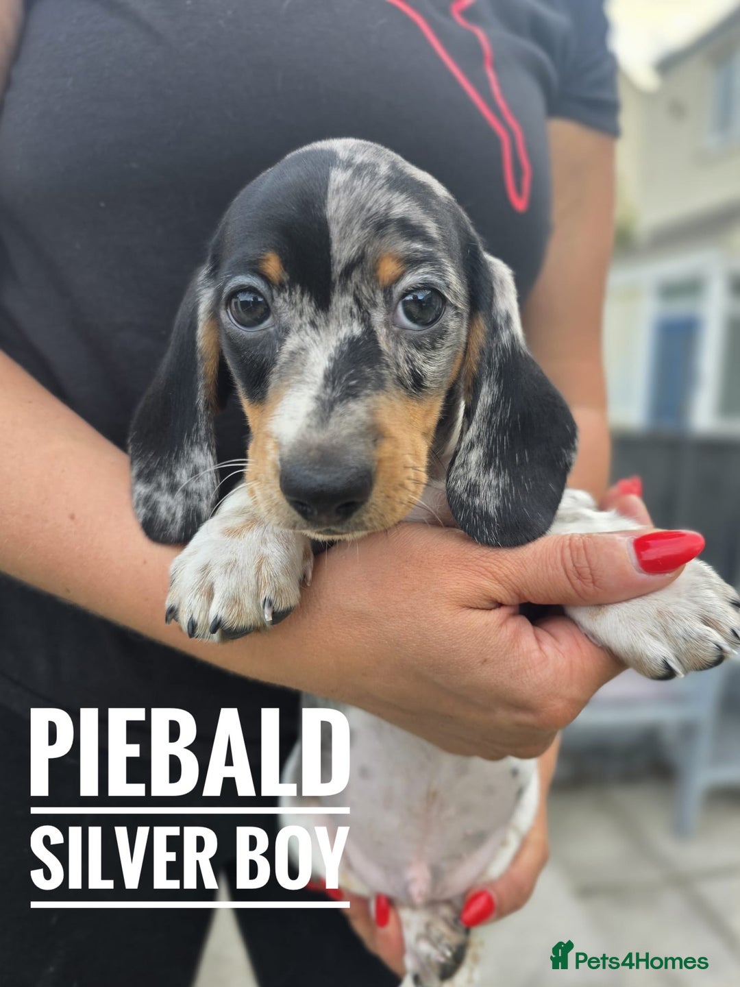 Dachshund dogs for sale: Beautiful piebald and dapple dachshund puppies  - Image 18