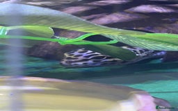 Leopard Gecko reptiles for sale: Diego - Advert 4