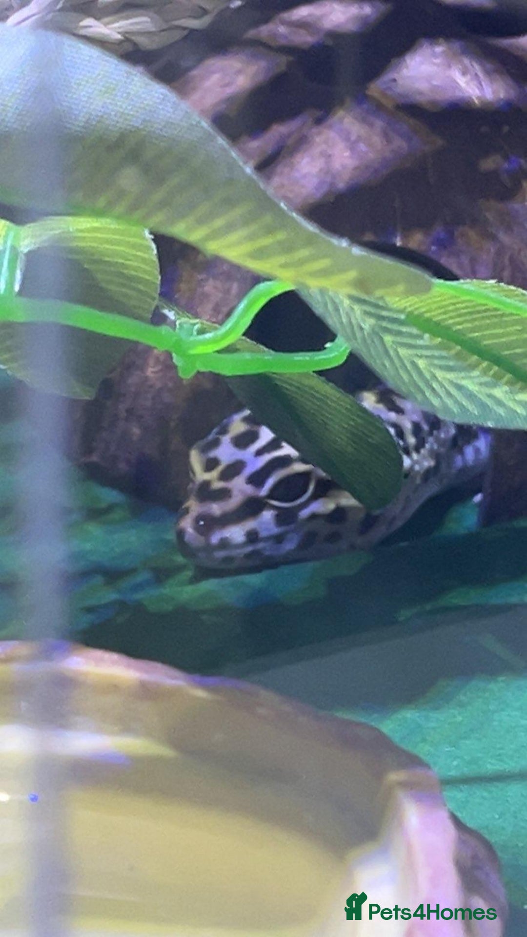 Leopard Gecko reptiles for sale: Diego - Advert 4