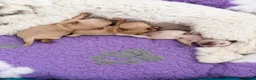 Maltipoo dogs for sale: Luxury Asian Maltipoo Girls 🩷 - Advert 3