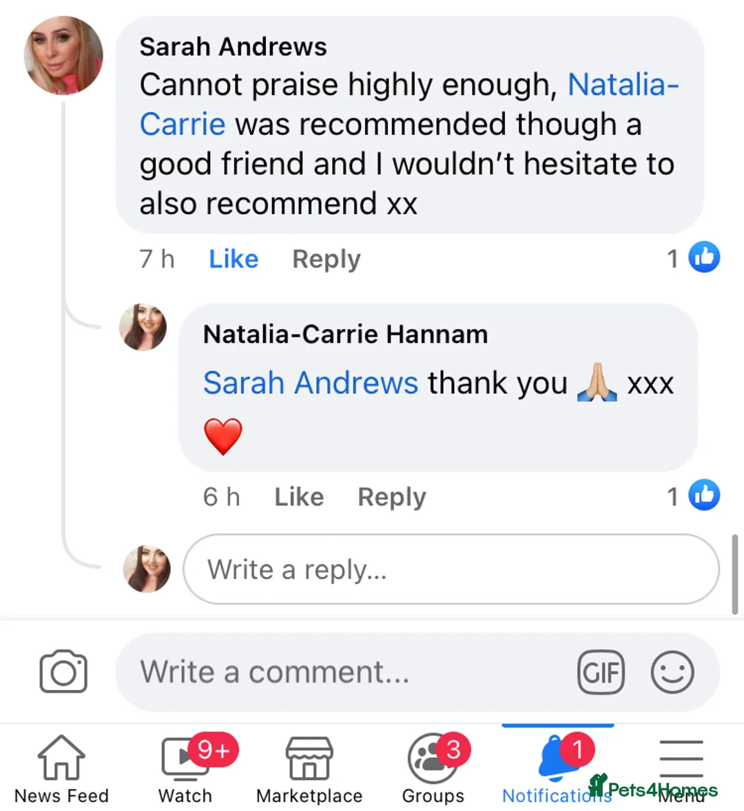 Toy Poodle dogs for stud: Champion Line KC Apricot Toy Poodle Stud in Ringwood - Advert 24