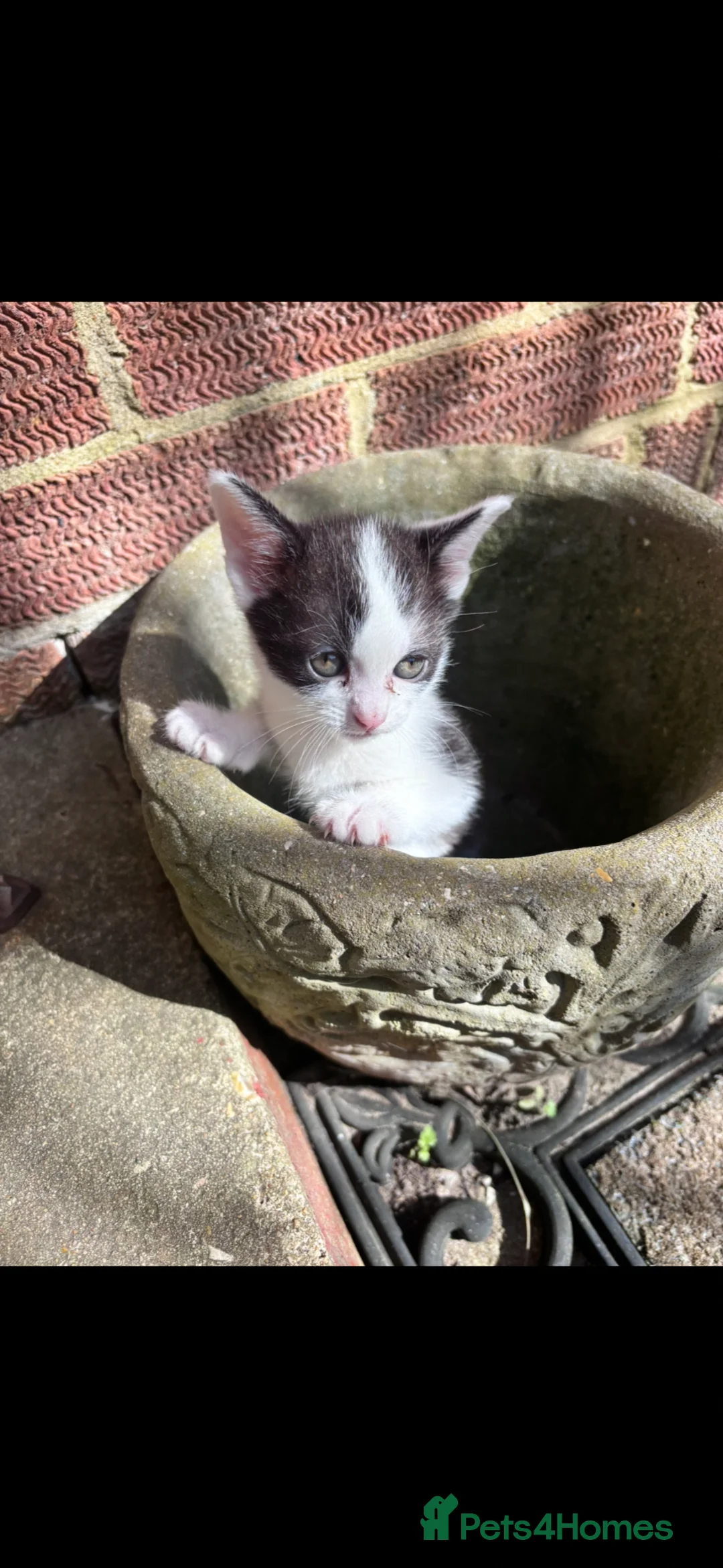 Mixed Breed cats for sale: Black and white kittens - must go together in Midhurst - Advert 2