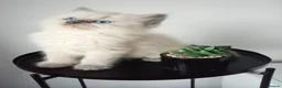 Ragdoll cats for sale: Champion bred Ragdoll kittens  - Advert 2