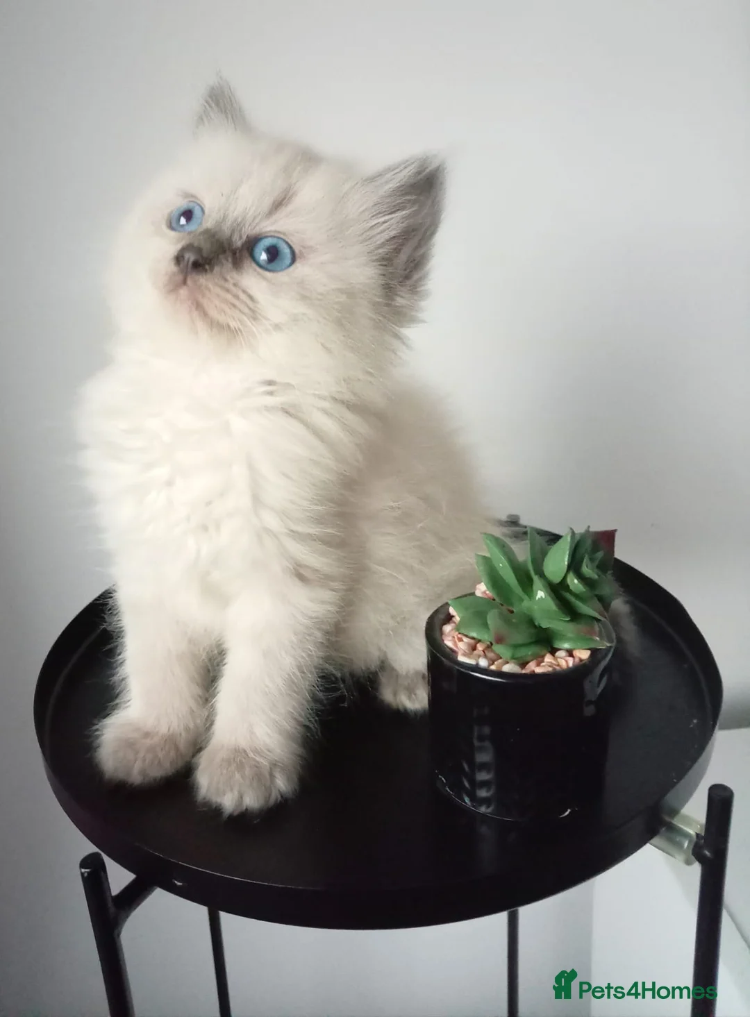 Ragdoll cats for sale: Champion bred Ragdoll kittens  - Advert 2
