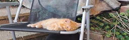 Balinese cats for sale: Balinese mix ready on Friday  - Advert 5