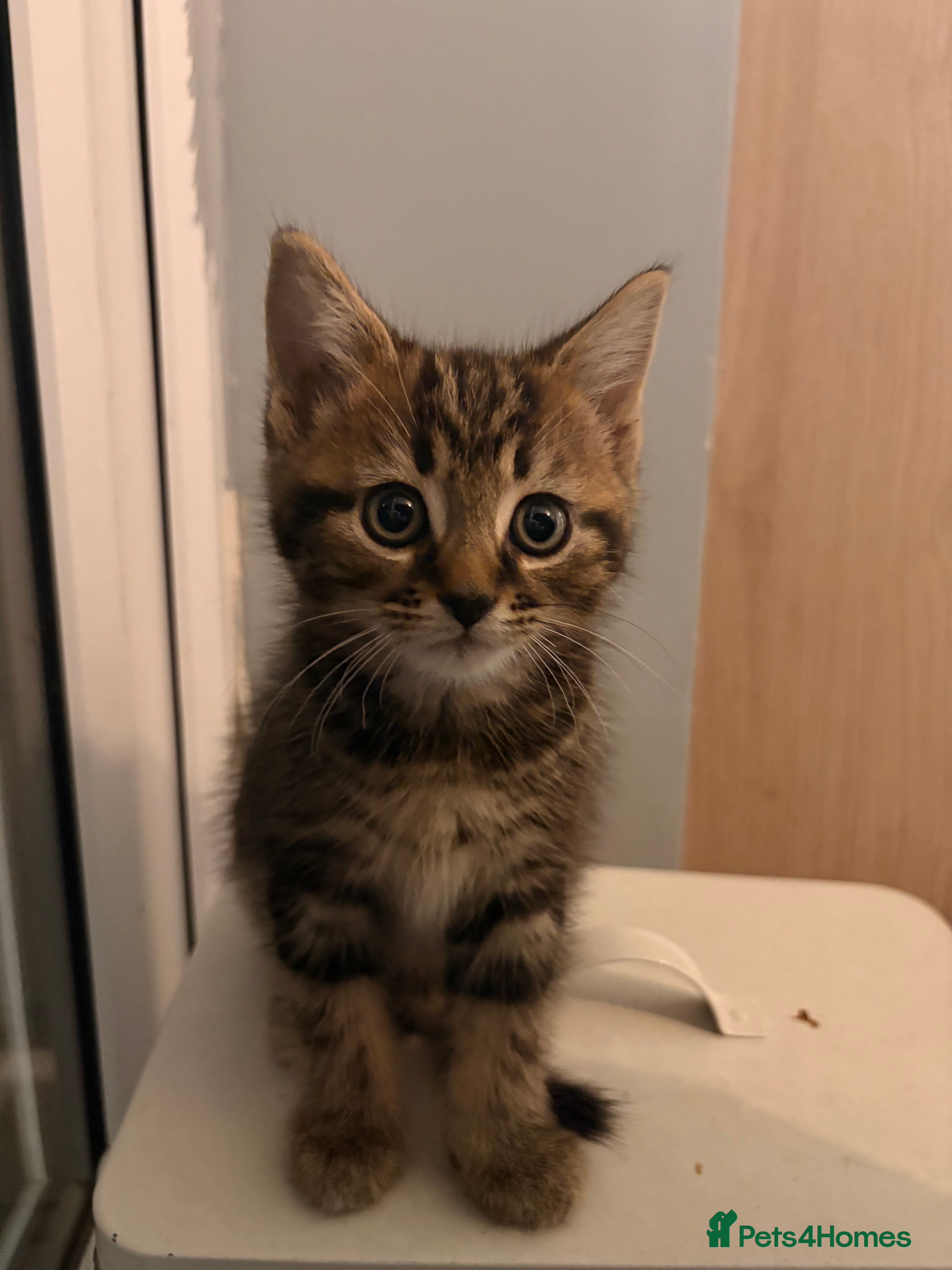 Mixed Breed cats for sale: Kittens for sale. - Advert 15