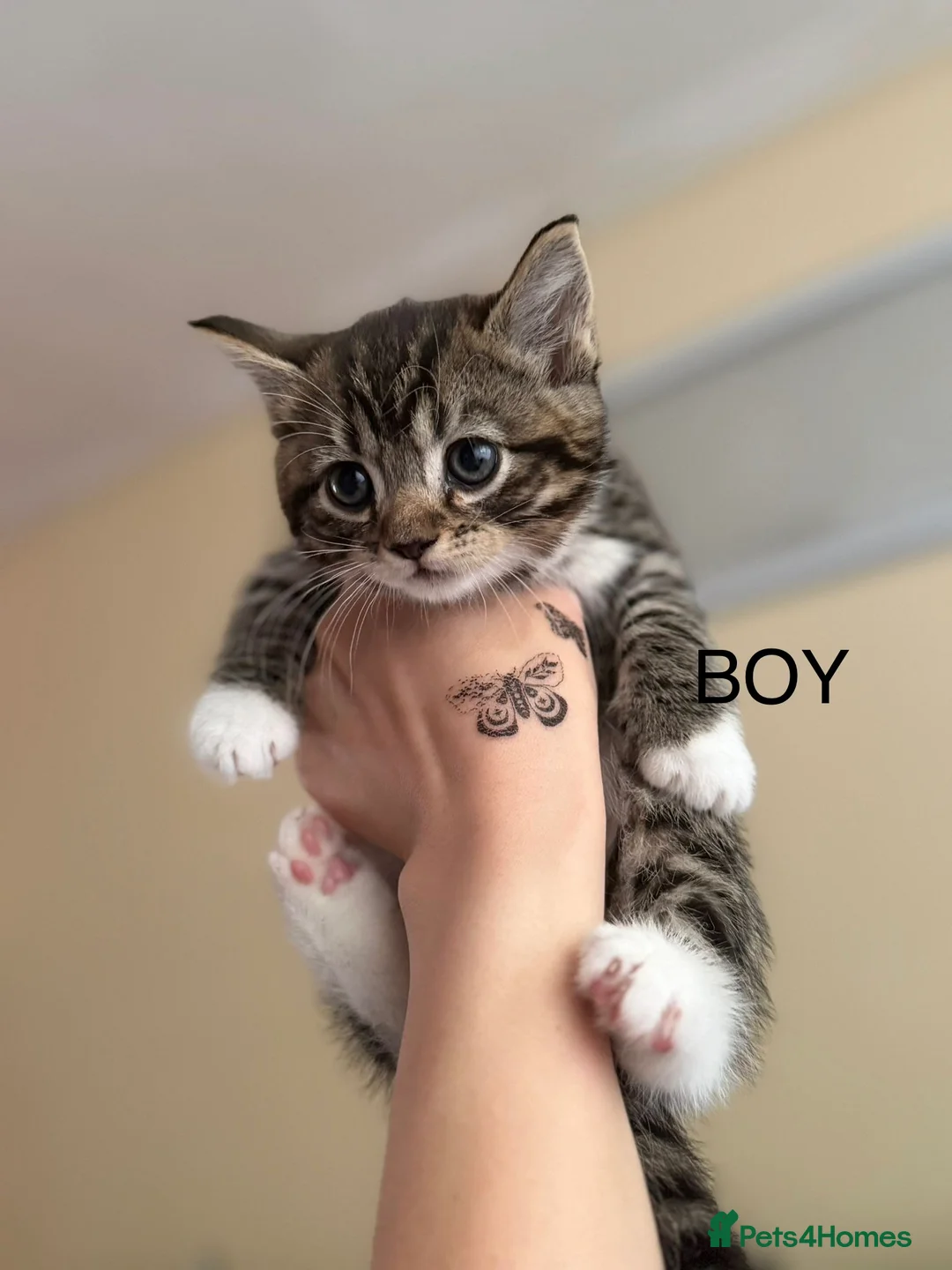 Mixed Breed cats for sale: Cats looking lovely home in Manchester - Advert 6