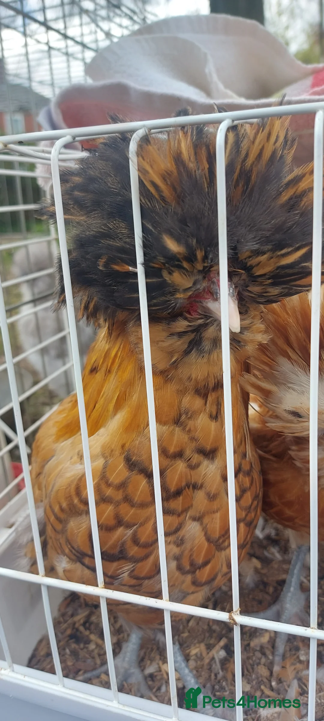 Chickens poultry for sale: 3 x polish roosters for new home  - Advert 4