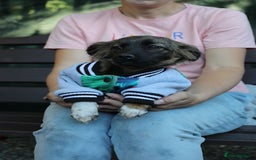 Mixed Breed dogs for adoption: 💖🐶 LOLLY & JOLIE 🐶💖 - Image 30