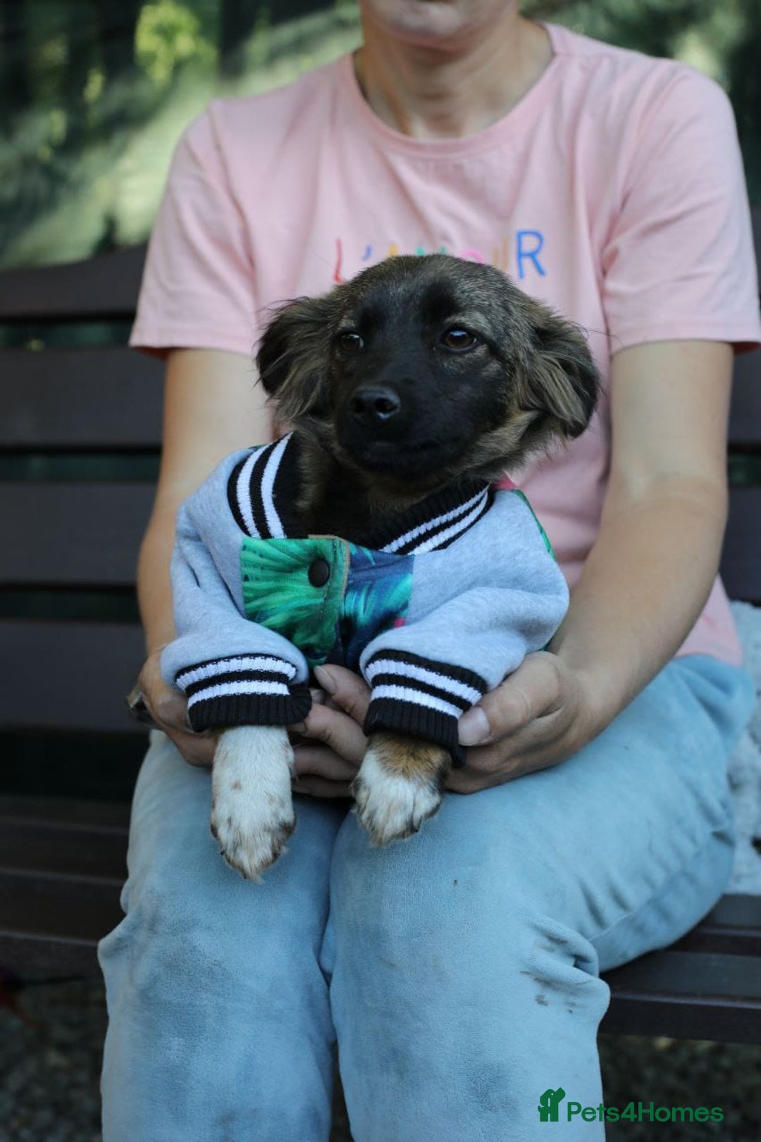 Mixed Breed dogs for adoption: 💖🐶 LOLLY & JOLIE 🐶💖 - Image 30