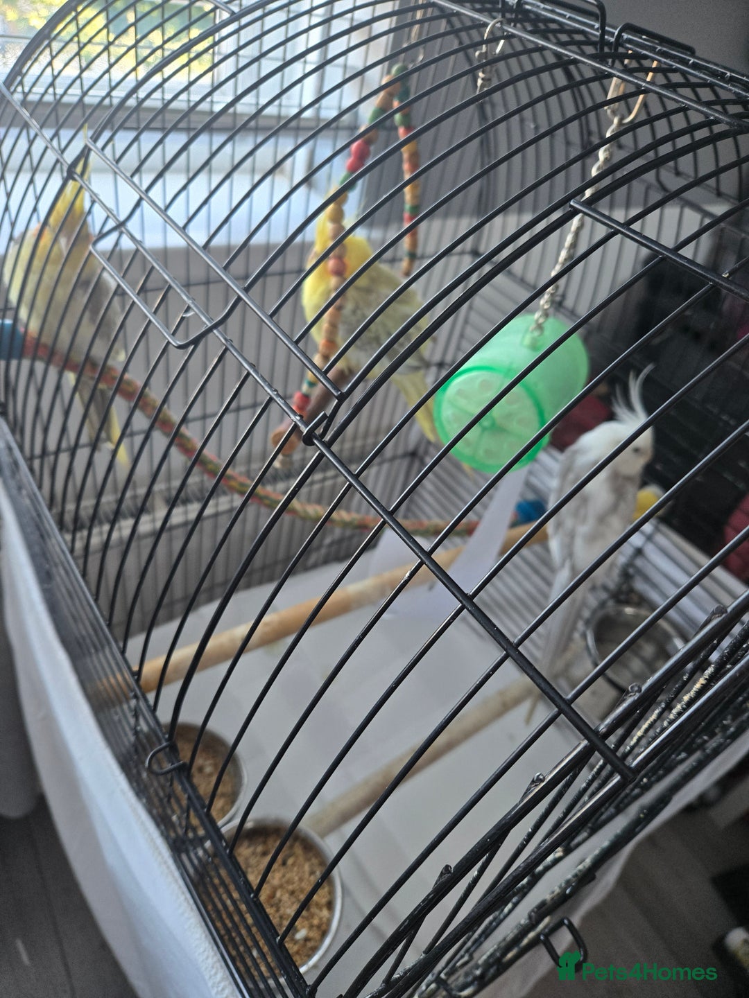 Cockatiels birds for sale: 2 males and 1 female available  - Advert 2