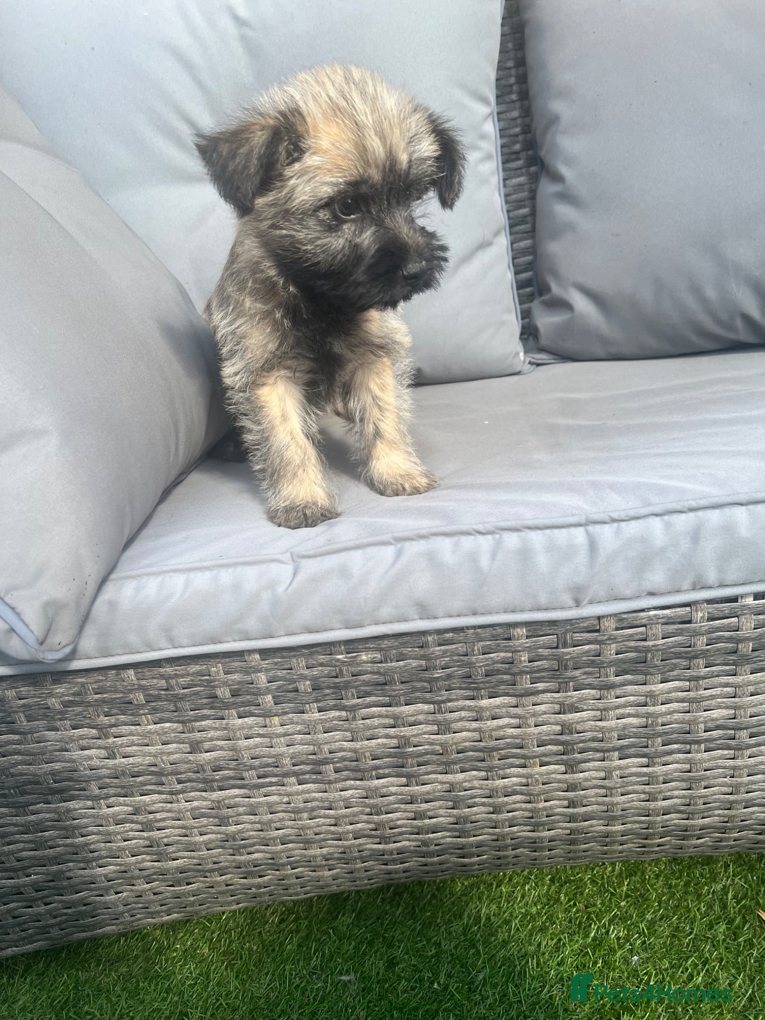 Cairn Terrier dogs Cairn terrier puppy’s  - Advert 2