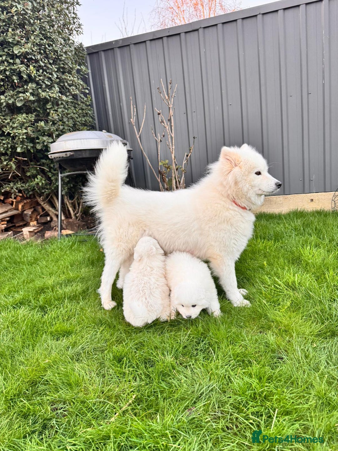 Samoyed dogs for sale: Lovely 4 GIRLS Samoyed puppy - Advert 7