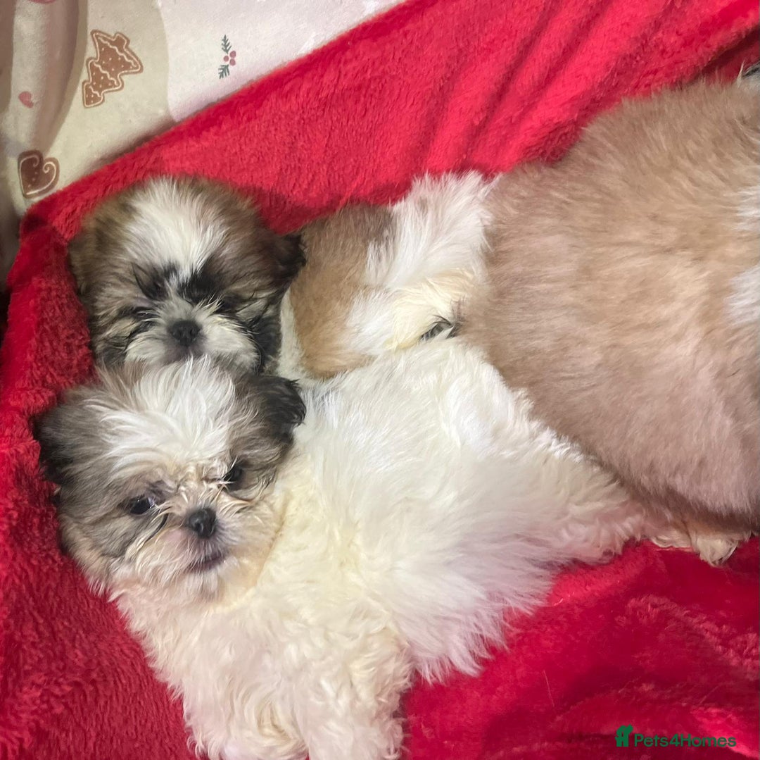 Shih Tzu dogs for sale: Shih Tzu puppy's  - Advert 5