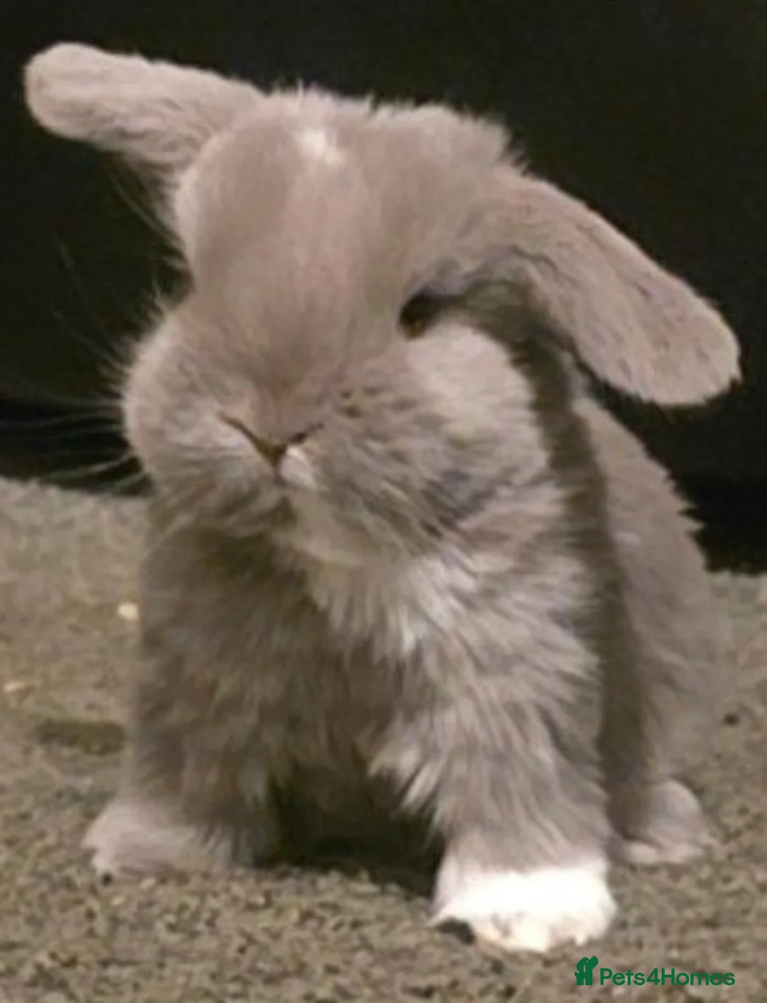 Mini Lop rabbits for sale: Beautiful mini lop in Birmingham - Advert 1