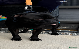 Staffordshire Bull Terrier dogs for stud: STORM FOR STUD in Newton Aycliffe - Image 29