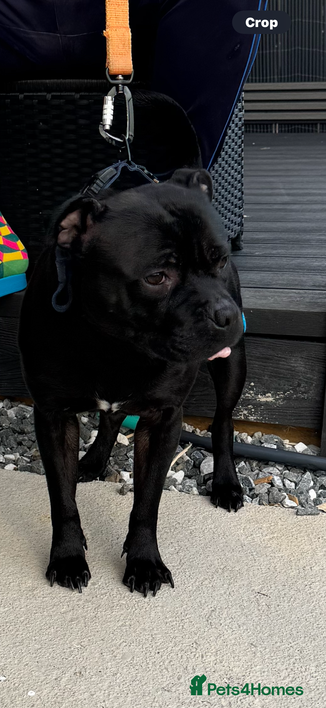 Staffordshire Bull Terrier dogs for stud: STORM FOR STUD in Newton Aycliffe - Image 29