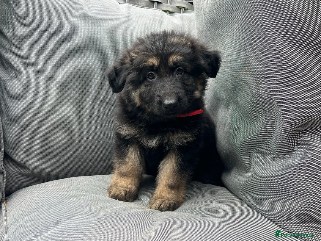 German Shepherd dogs for sale: *READY NOW!!* KC DNA BVA German Shepherds - Image 14