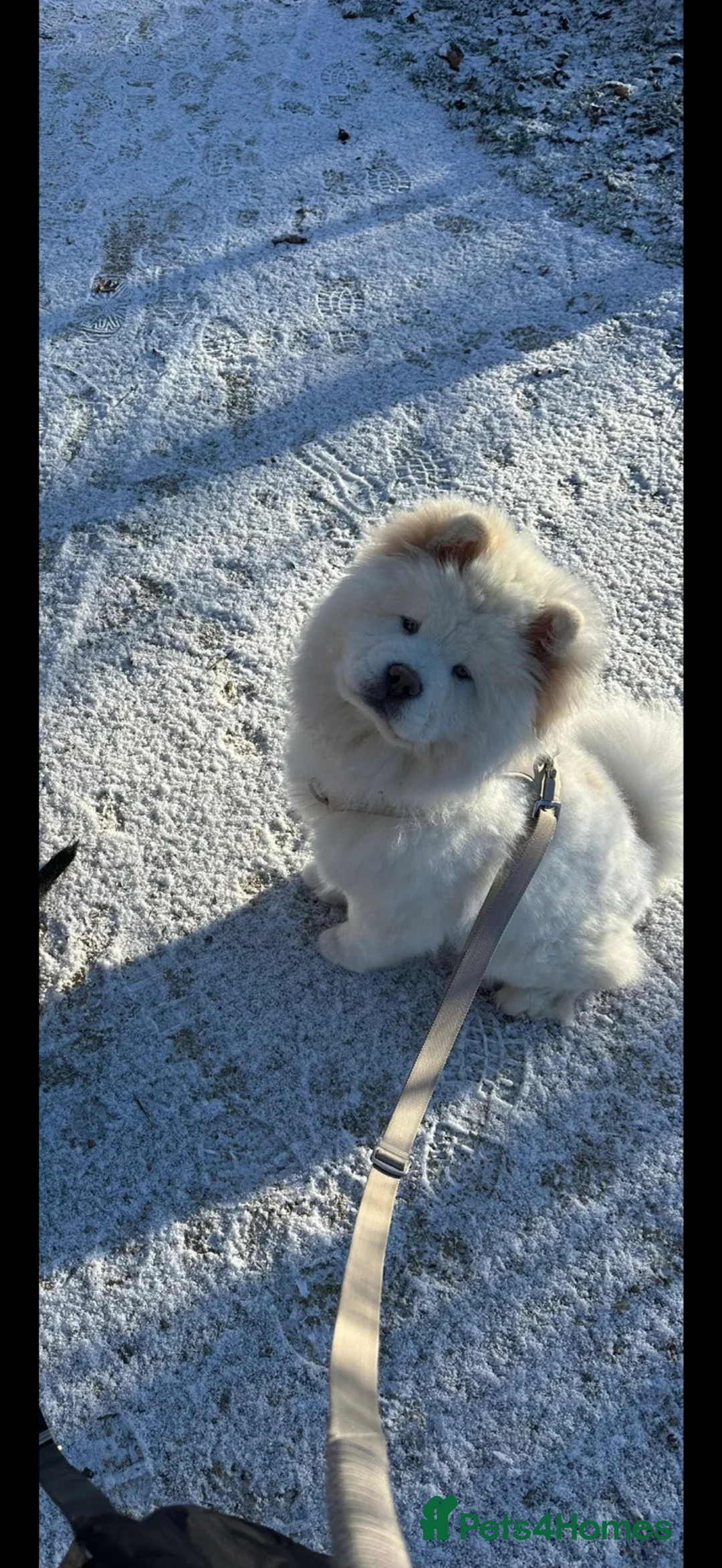Chow Chow dogs for sale: 9 Month Old KC Registered Chow  in Bedford - Advert 2