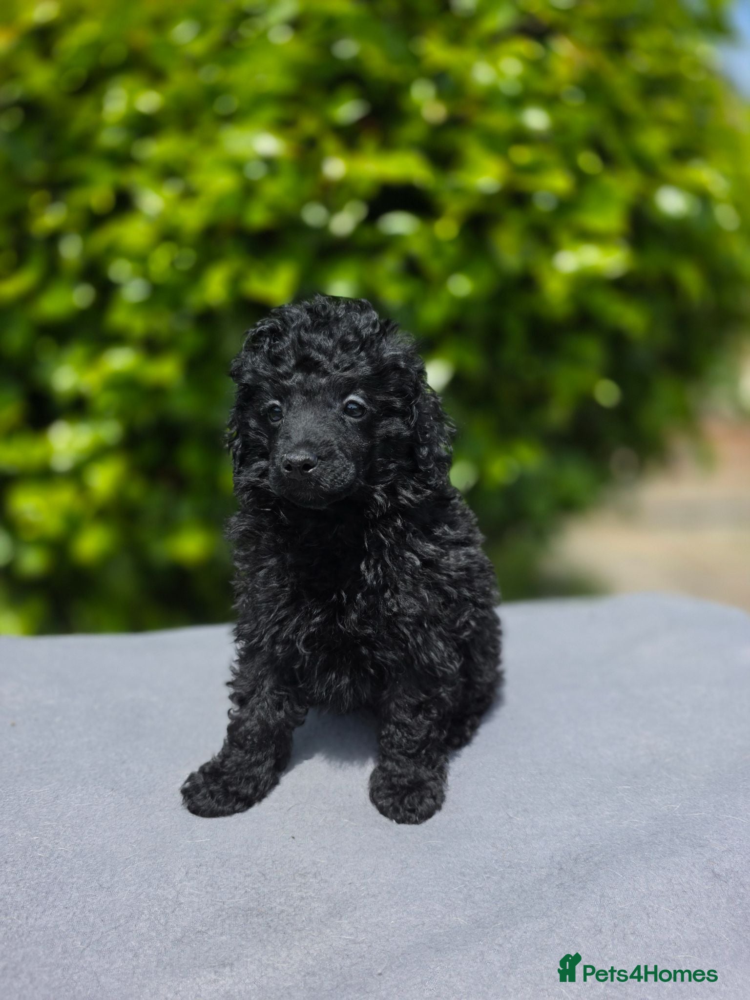 Toy Poodle dogs KC REGISTERED TOY POODLES FULLY HEALTH TESTED  - Advert 6