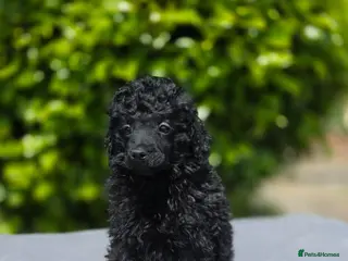 Toy Poodle dogs KC REGISTERED TOY POODLES FULLY HEALTH TESTED - Advert 6