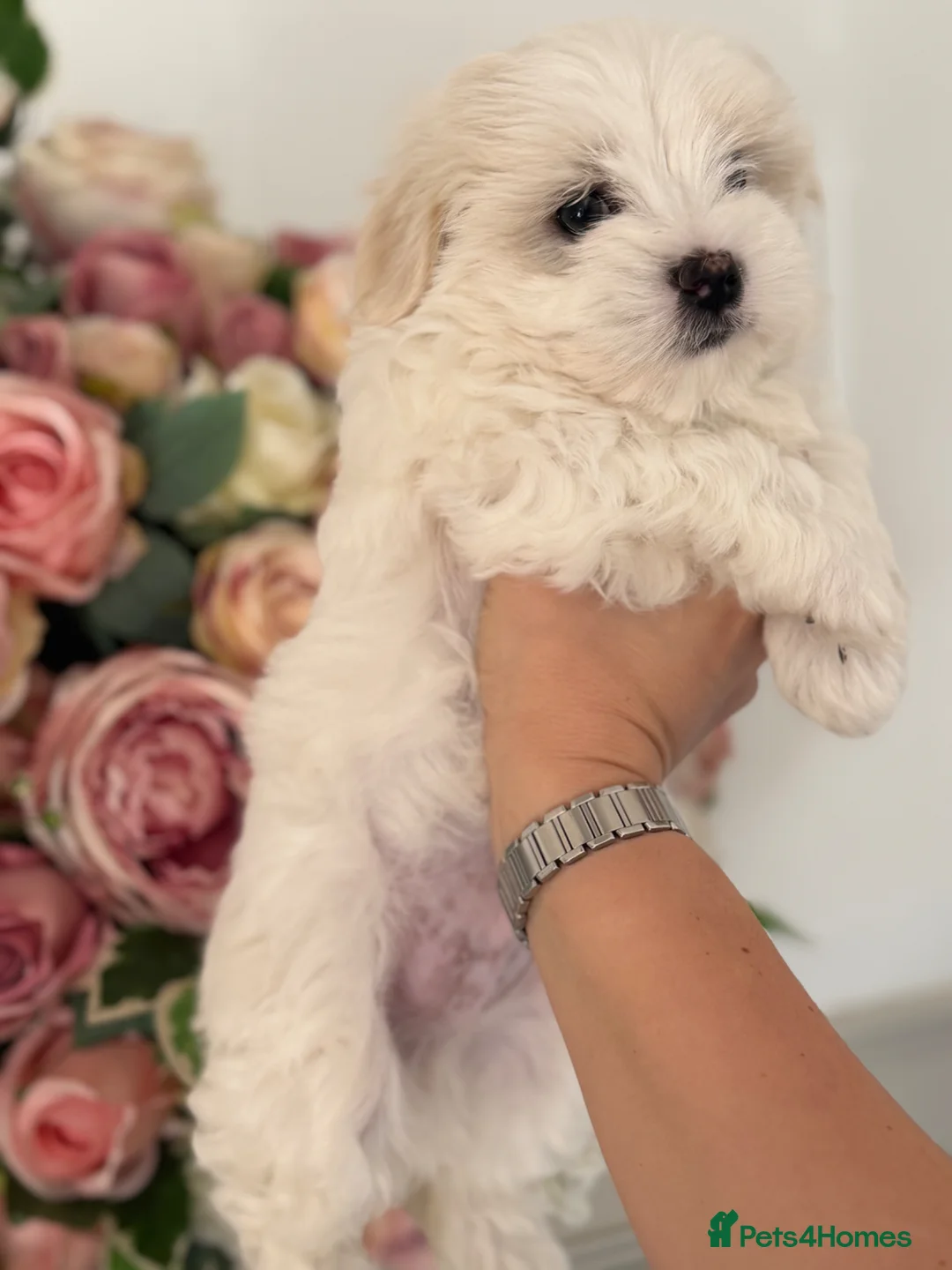 Maltese dogs for sale: Maltese boy  - Advert 4