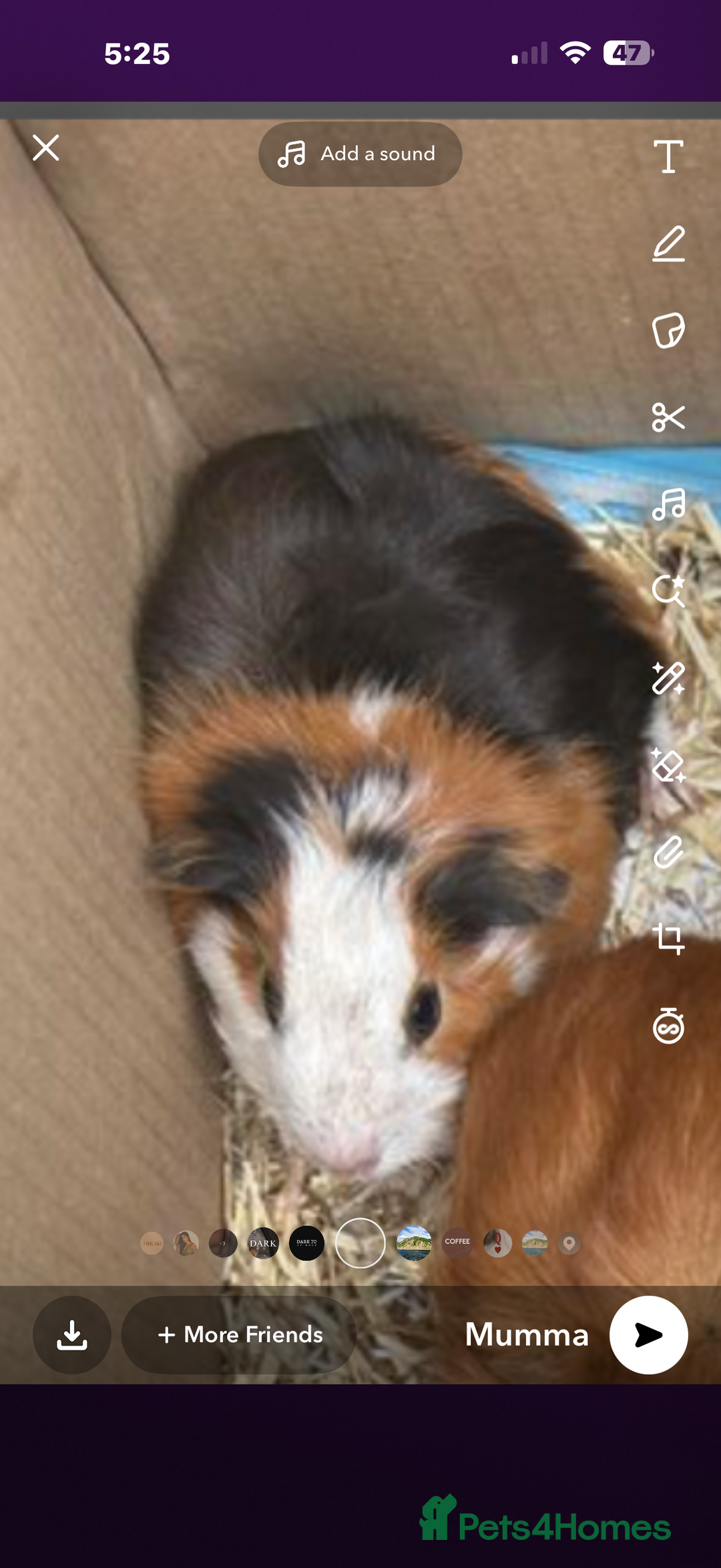 Guinea Pig rodents for sale: Baby guinea pigs 4 months old  - Image 5