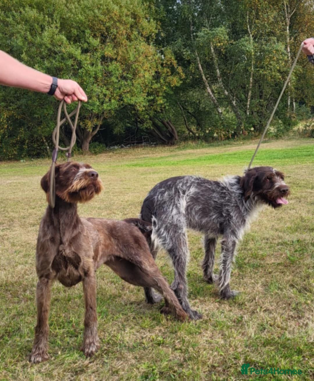 German Wirehaired Pointer dogs for sale: German wire hair pointers for sale - Advert 1