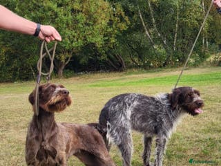 German Wirehaired Pointer dogs German wire hair pointers for sale - Advert 18