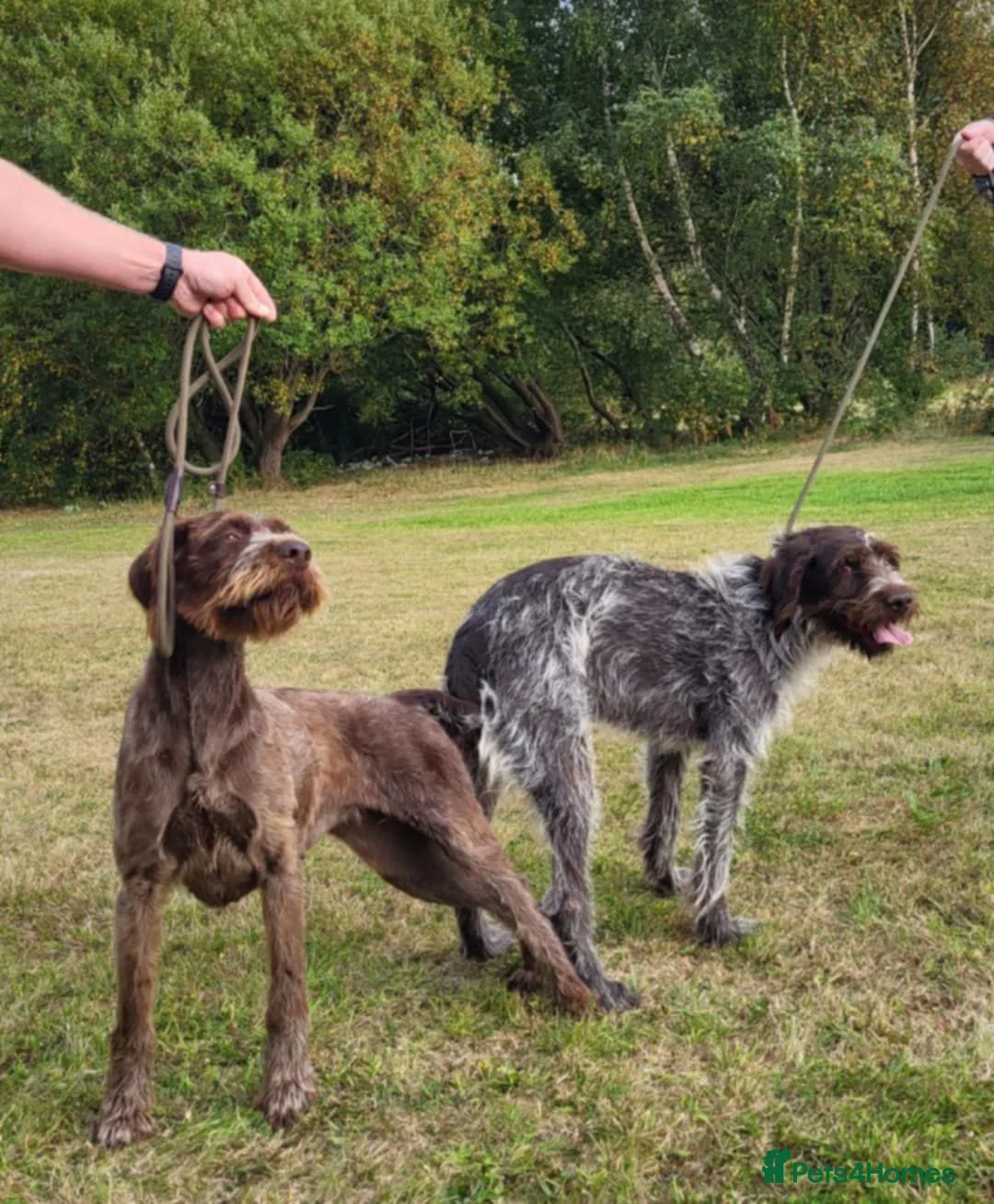 German Wirehaired Pointer dogs for sale: German wire hair pointers for sale - Advert 1