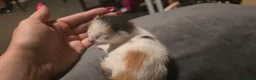 Mixed Breed cats for sale: Kittens for sale - Advert 12