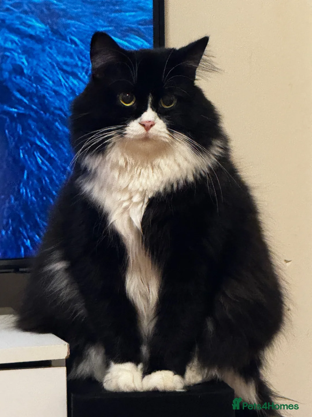 British Longhair cats for sale: Beautiful British Longhair Boy - Advert 2