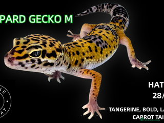 Leopard Gecko reptiles - Advert 1