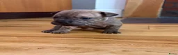 Mixed Breed dogs for sale: 7 Beautiful French Bull Dog Puppies  - Advert 31
