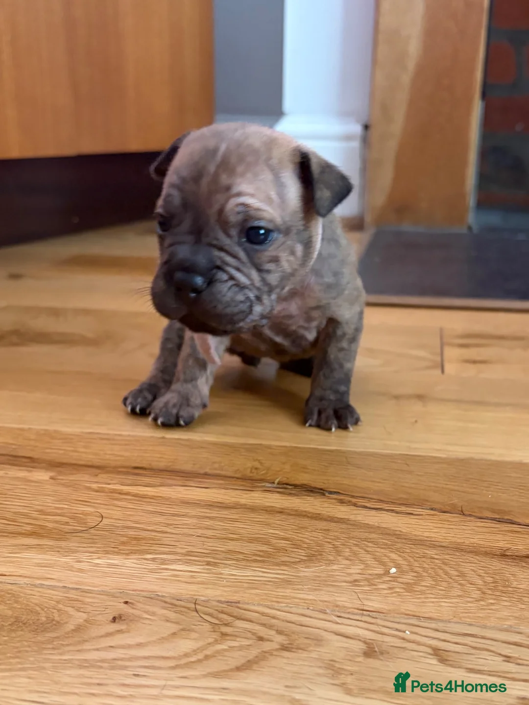 Mixed Breed dogs for sale: 7 Beautiful French Bull Dog Puppies  - Advert 31