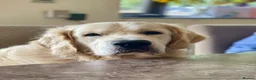Golden Retriever dogs for sale: Stunning Goldens-Parents are School Wellbeing dogs - Advert 20