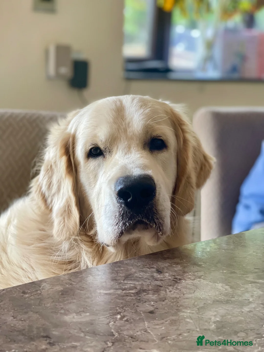 Golden Retriever dogs for sale: Stunning Goldens-Parents are School Wellbeing dogs - Advert 20