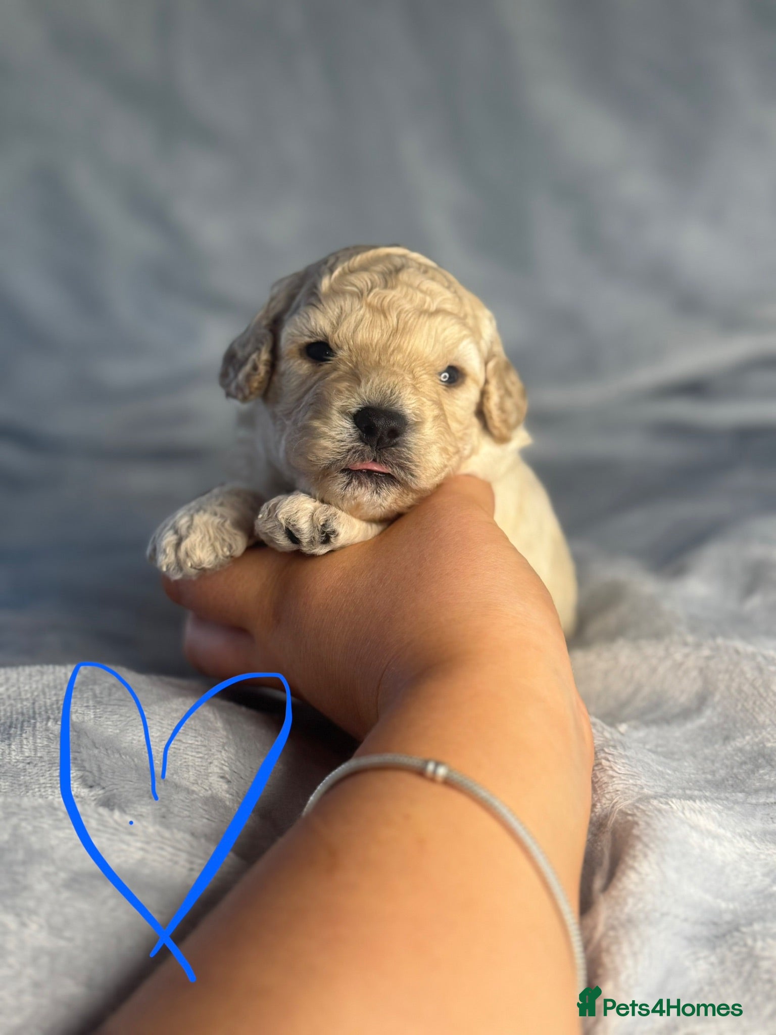 Cavapoochon dogs  Extensively health-tested parents 💫 - Advert 9
