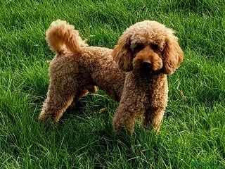 Miniature Poodle dogs in Thetford - Advert 10