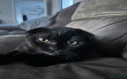 British Shorthair cats for sale: ONE BRITISH SHORTHAIR KITTEN LEFT! - Image 4