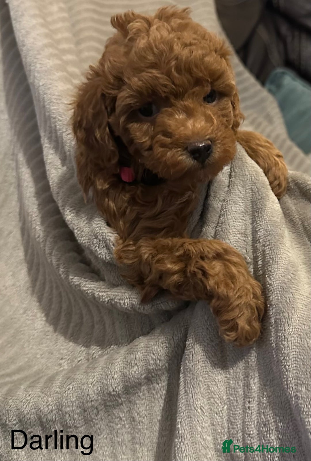 Cavapoo dogs for sale: 1 boy left! Ready 11th December Red F1BB Cavapoo   - Advert 13
