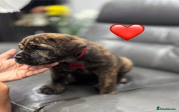 Cane Corso dogs for sale: Chunky Cane Corso Cross Pups – Ready Next Week! - Image 2