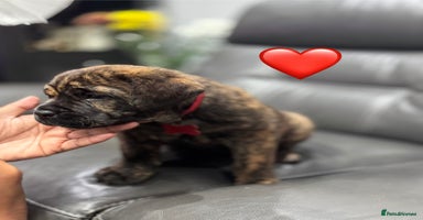 Cane Corso dogs - Advert 7