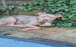 Mixed Breed dogs for sale: Mixed breed - Image 3