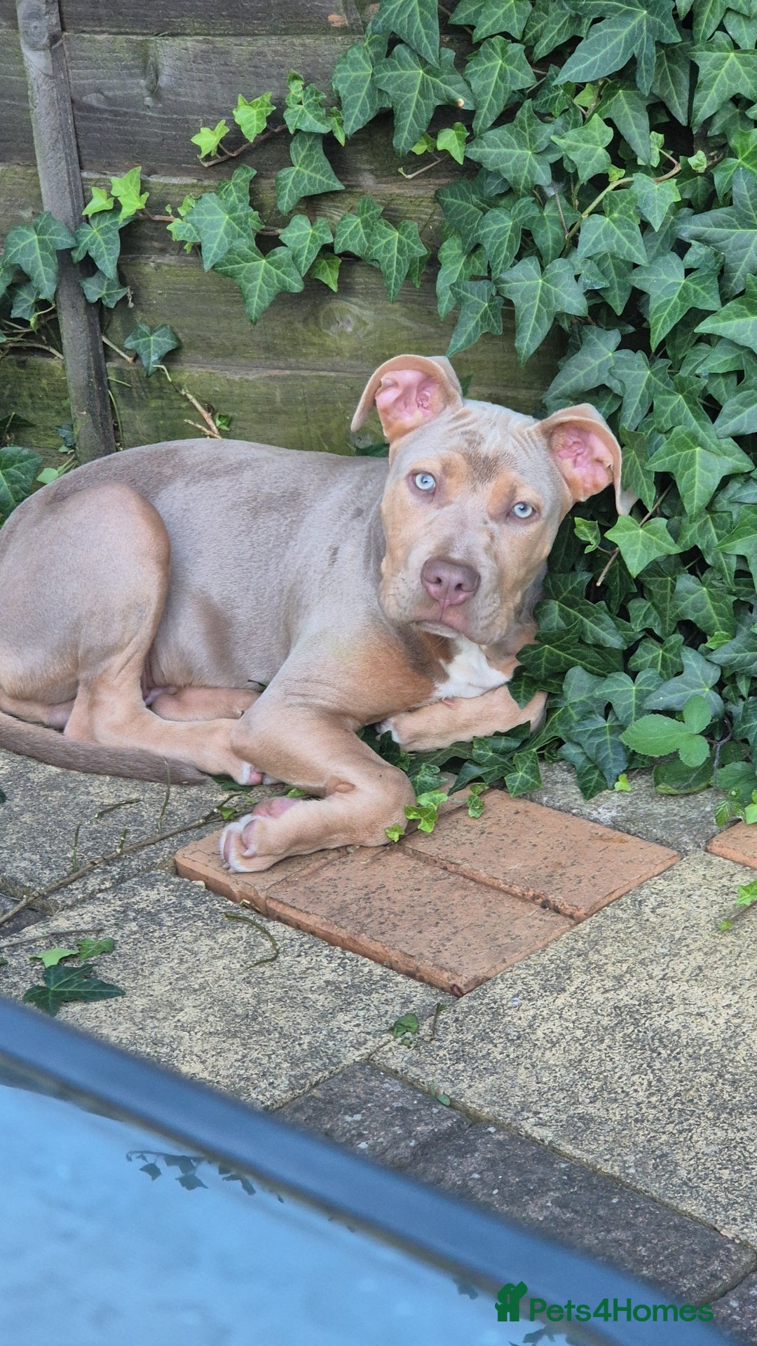 Mixed Breed dogs for sale: Mixed breed - Image 3