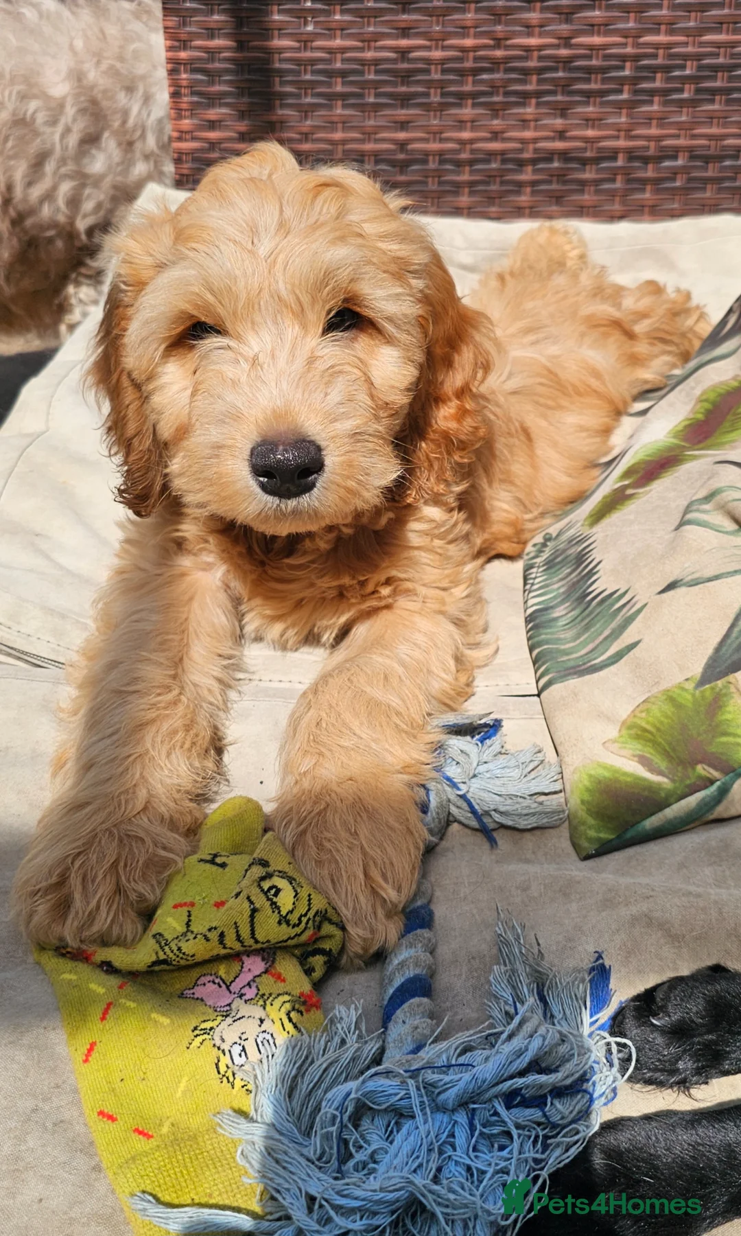 Cockapoo dogs for sale: Gorgeous Cockapoo pups - Ready now!!! - Advert 2
