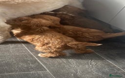 Cavapoo dogs for sale: 🐶 F1 top quality cavapoo puppies (toy poodle) 🐶  - Image 9