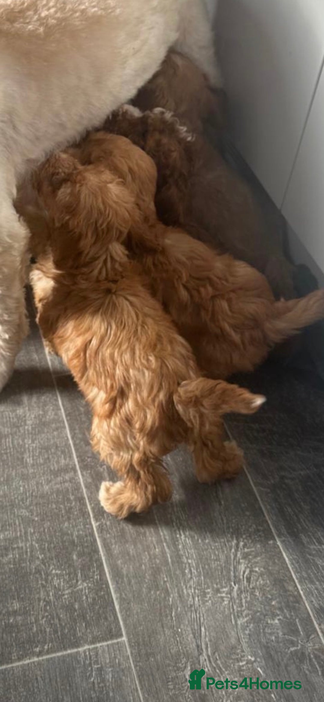 Cavapoo dogs for sale: 🐶 F1 top quality cavapoo puppies (toy poodle) 🐶  - Image 9