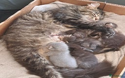 Mixed Breed cats for sale: 2 black kittens  - Image 4