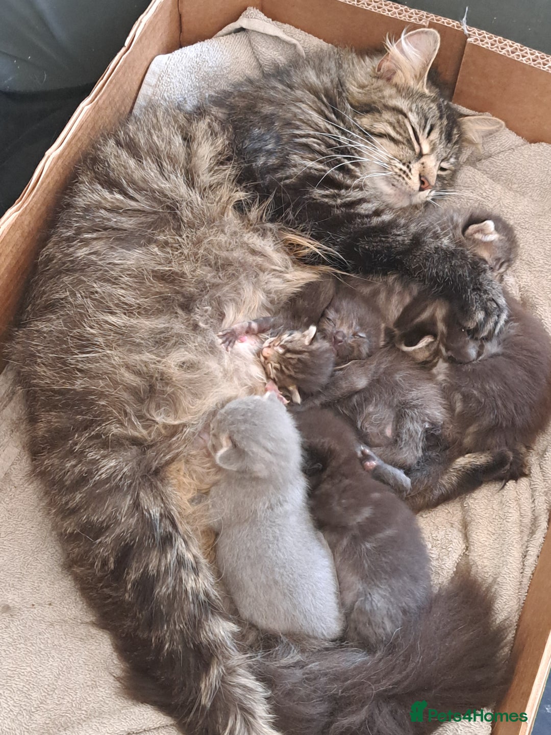 Mixed Breed cats for sale: 2 black kittens  - Image 4